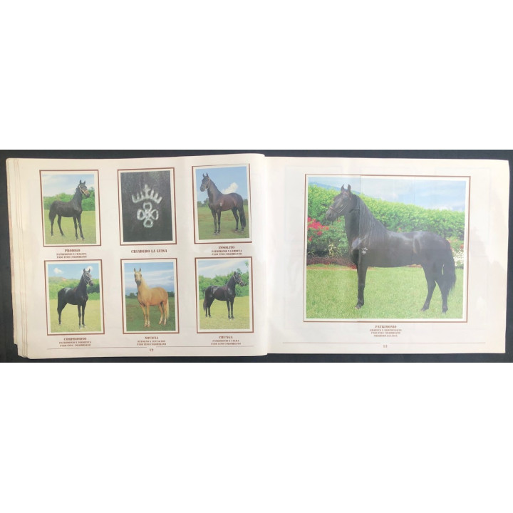 Caballos de Paso de América Al Galope reverso