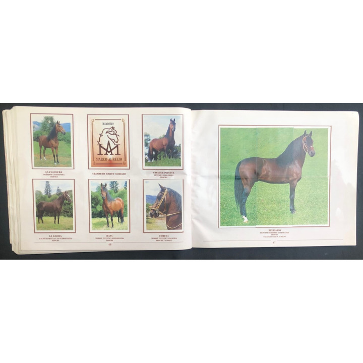 Caballos de Paso de América Al Galope reverso