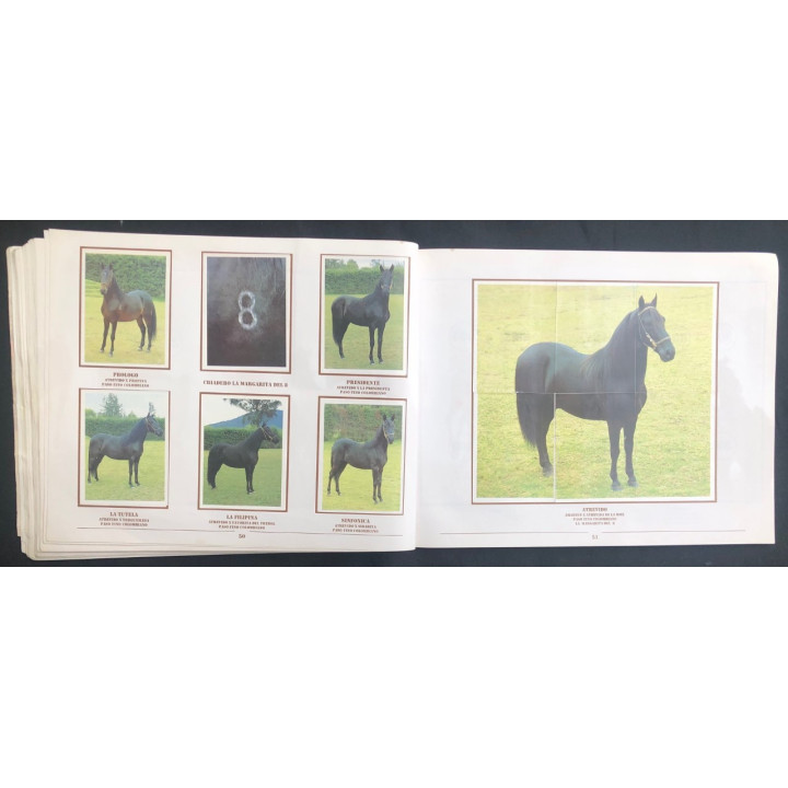 Caballos de Paso de América Al Galope reverso