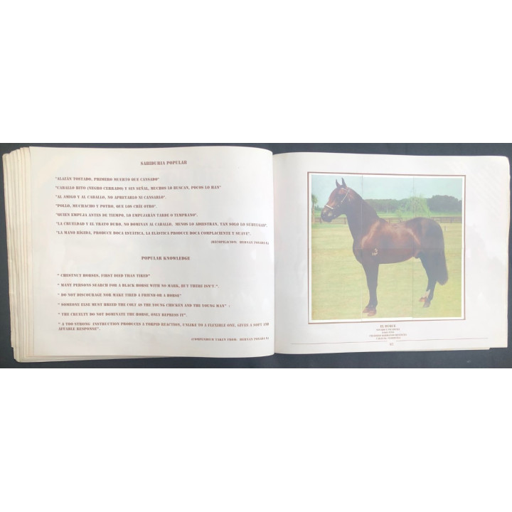 Caballos de Paso de América Al Galope reverso